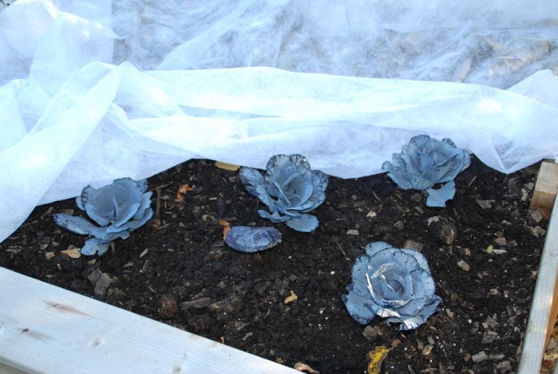 Floating row covers trap heat around your plants but allow air, light and water through so there is no need to uncover the plants during the day or for watering. SUBMITTED PHOTO